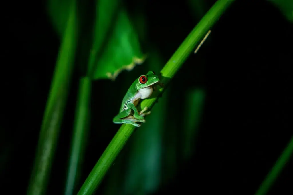 Frog red eyes
