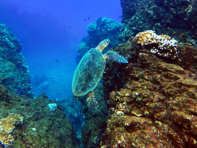 snorkeling-at-cano-island-hawksbill-turtle